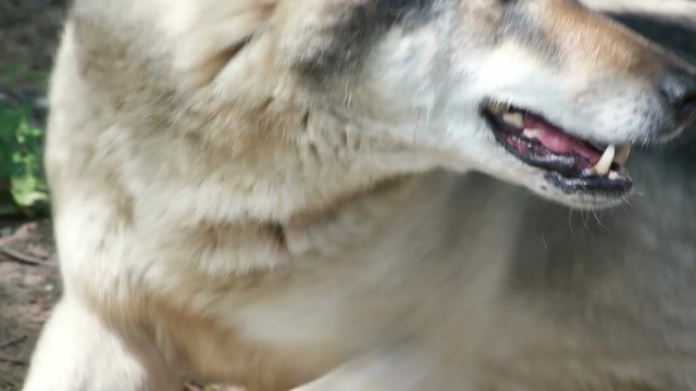 Gray wolf looks, close-up 