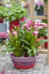 Pot with beautiful pink Calla flowers