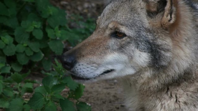 gray wolf yawns, close-up