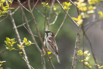 Sparrow perched on a branch of a spring background.