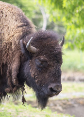Close portrait of a buffalo. (Bison bison) is a species of the Bovidae family.