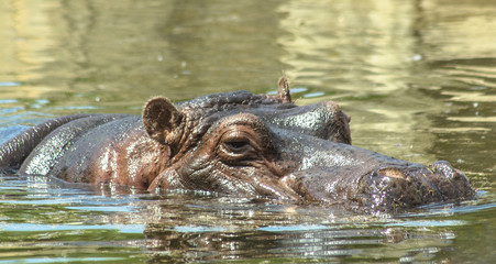 Fototapeta premium Hippopotamus swims in the water.