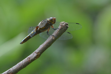 Male Broad-bodied Chaser or Libellula depressa resting on a branch