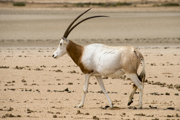 Oryx algazelle, Oryx dammah