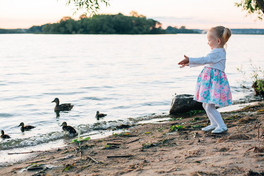 Little girl in dress looking at duck with ducklings. Lake at sunset.