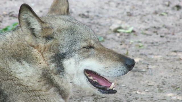 Gray wolf looking, close-up 