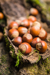 Hazelnuts on the bark. Selective focus.