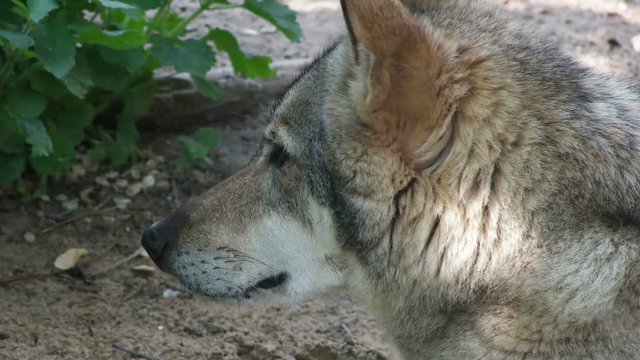 Gray wolf looking, close-up 