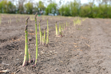 Industrial production of asparagus. Picking young asparagus. Growing juicy asparagus. Packing of asparagus on an industrial conveyor. 
