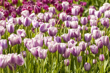 Field of Typical Dutch purple tulips in closeup