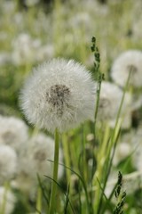 Löwenzahn - Pusteblume im Frühling