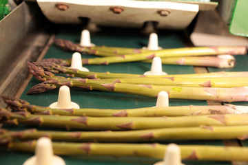 Industrial production of asparagus. Picking young asparagus. Growing juicy asparagus. Packing of asparagus on an industrial conveyor. 