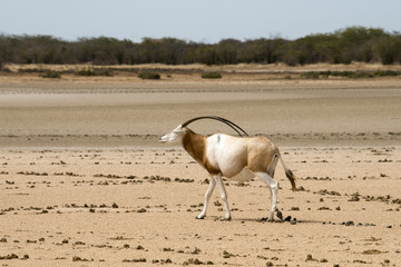 Oryx algazelle, Oryx dammah
