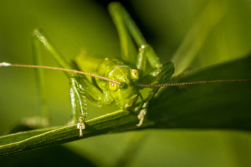 insect