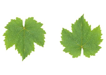 collection of green grape leaves isolated on white background