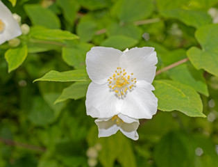 white flowers on branches of fresh jasmine
