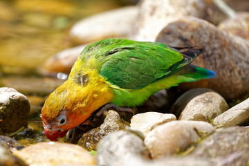 Inséparable © Olympixel