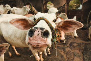 vache sacrée india