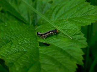 catepillar