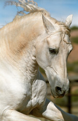 Kam Andalusian stallion
