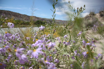 Pflanze im Yellowstone