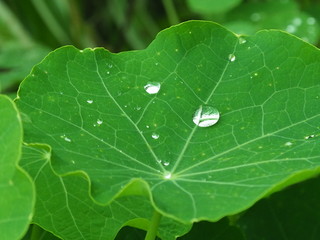 Drop of rain 