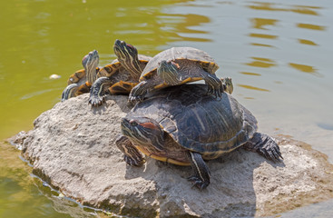 Obraz premium tortoises on a stone