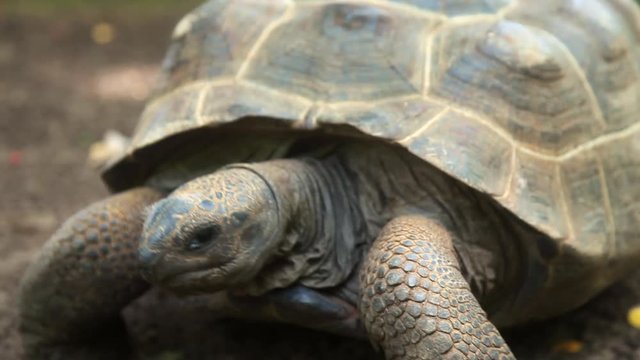 Close-Up of Tortoise Chewing and Swallowing