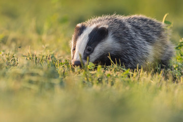 badger under the sun with grass and wild atmosphere