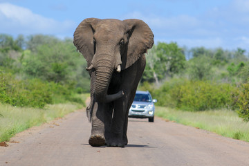 Naklejka na ściany i meble African elephant walking towards the viewer on a road in Kruger National Park, South Africa, with a car in the background