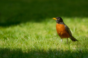Robin, Spring, Birds, Songbird, Nature, 