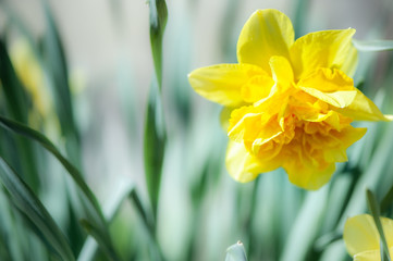 Yellow daffodil on natural green background in the garden, macro.Narcissus in vivo . Space for text