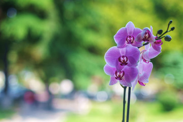 Purple orchid  on blurry background