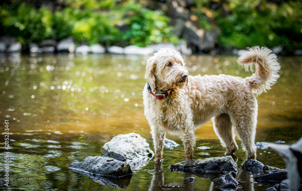 Wall mural labradoodle in the river