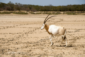 Oryx algazelle, Oryx dammah