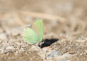 Callophrys rubi