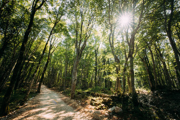 Fototapeta premium Kutaisi, Georgia. Forest Road Lane Pathway Among Greenery In State