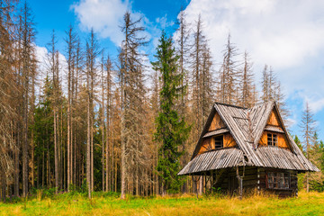 abandoned wooden hut near the dry forest on a summer day