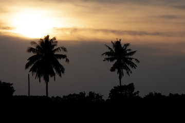 Obraz premium The silhouette of a coconut tree with golden evening sky.