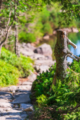 Naklejka na ściany i meble stump, hiking trail around Lake Morskie Oko in Poland