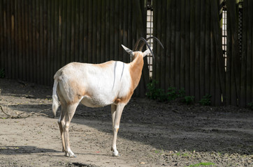 Oryx damascus (Oryx dammah) stands on a catwalk against a blurred wooden fence.