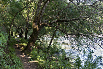 Road and tree