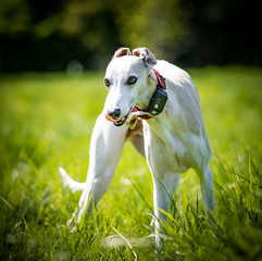The Whippet