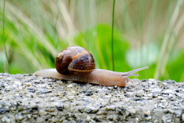 snail crawling on a concrete wall