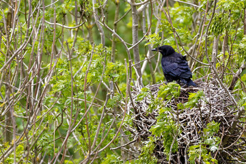 Corbeau au nid © Olympixel