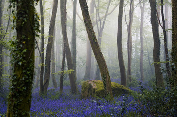 Forest of Bluebells on a misty day