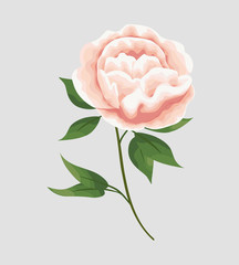 peony flowers in the style of watercolor.set of pink peonies objects, isolated objects for design of cards, invitations, banners, business cards, fabrics. Vector natural, botanical, elegant template