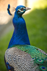 Obraz premium Peacock, birds, feathers, color, nature, animals