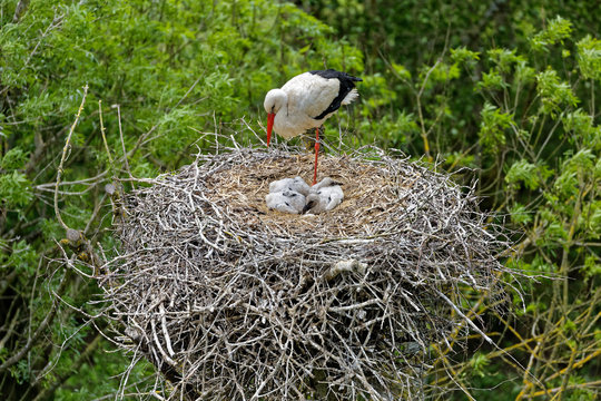 Cigogne et cigogneaux au nid