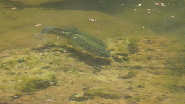 Two Largemouth Bass spawning as they circle around and then swim away.